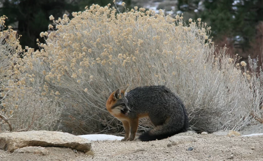 Inusual avistamiento de zorro gris en Isla Mujeres
