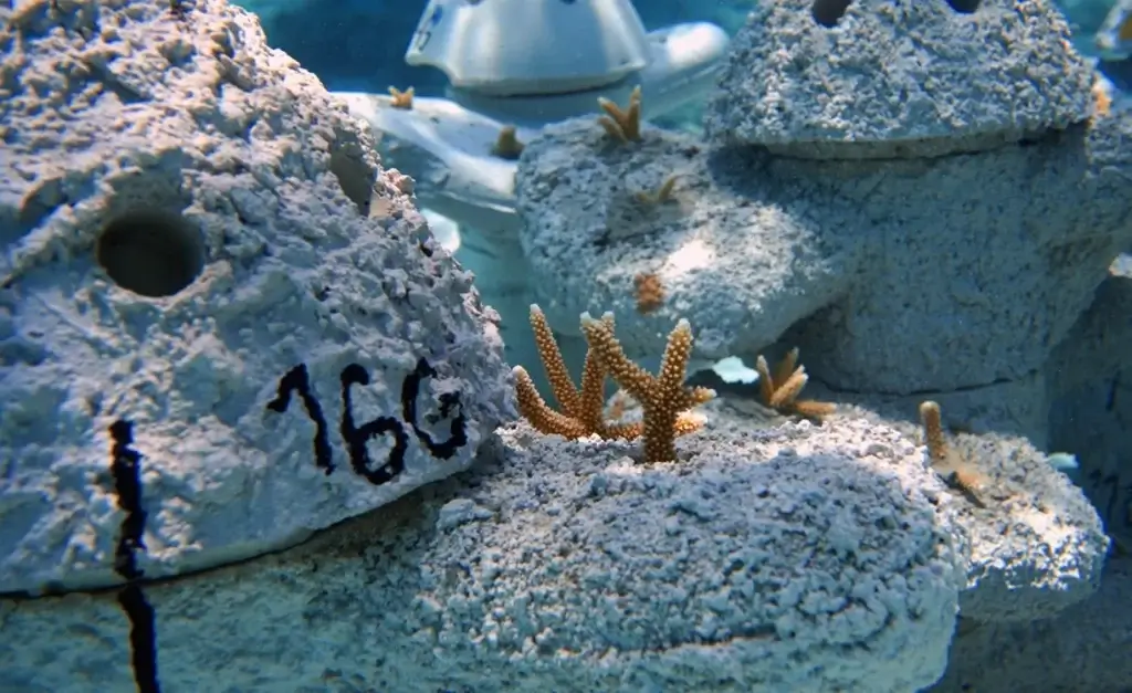 El Caribe tendrá su primer cementerio submarino