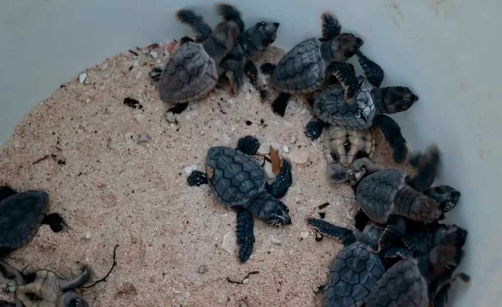 Más de 1.2 millones de huevos de tortuga resguardados en Cancún