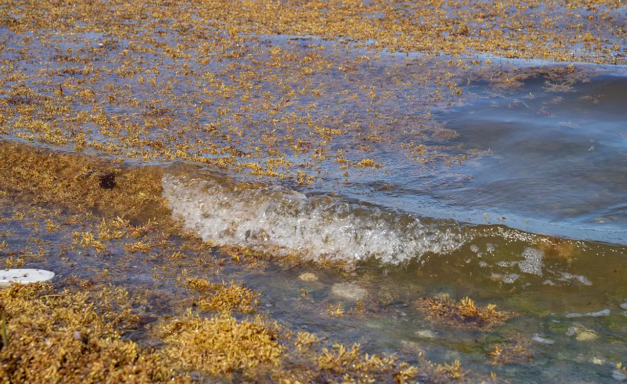 Quintana Roo recolecta 91 mil toneladas de sargazo en 2025