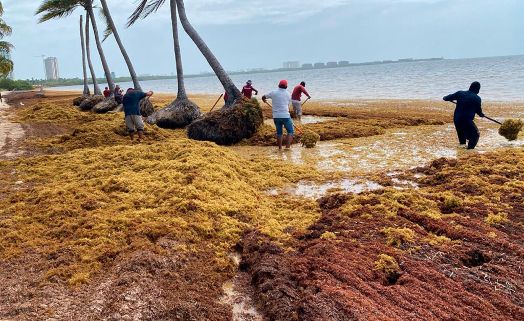 Arribo de sargazo en Cancún: frentes fríos provocan llegada anticipada