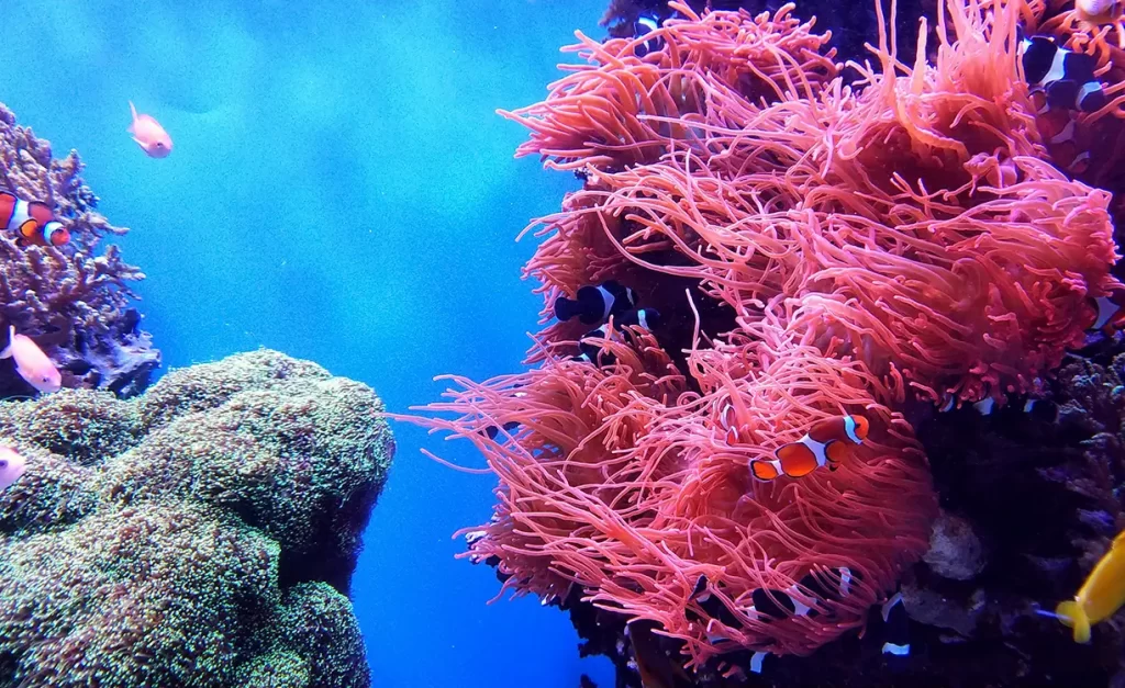 Así se están salvando los arrecifes de Quintana Roo con el trasplante de corales