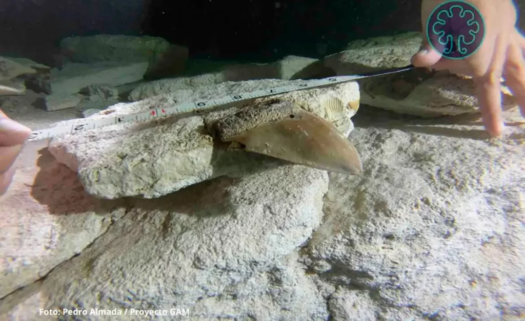 MURECO exhibe fósiles de megalodón descubiertos en cenote de Q. Roo