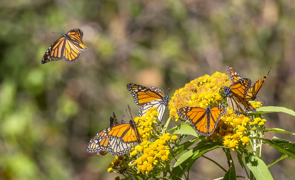 Quintana Roo y la ruta del Mayab de la mariposa monarca: la nueva migración en el sureste de México