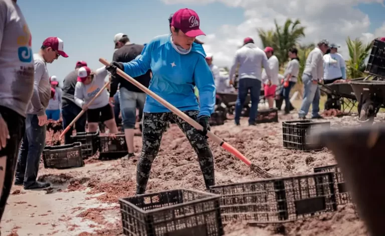 Llegada anticipada de sargazo en Mahahual activa plan emergente en Quintana Roo