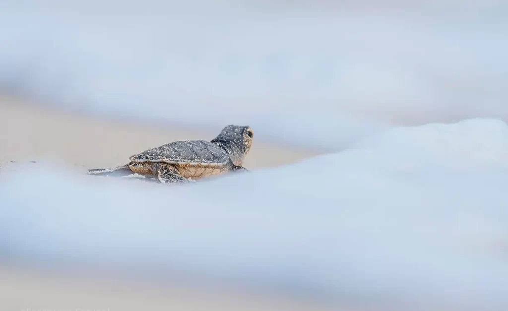 FPMC registra nacimiento atípico de tortuga blanca en Punta Sur